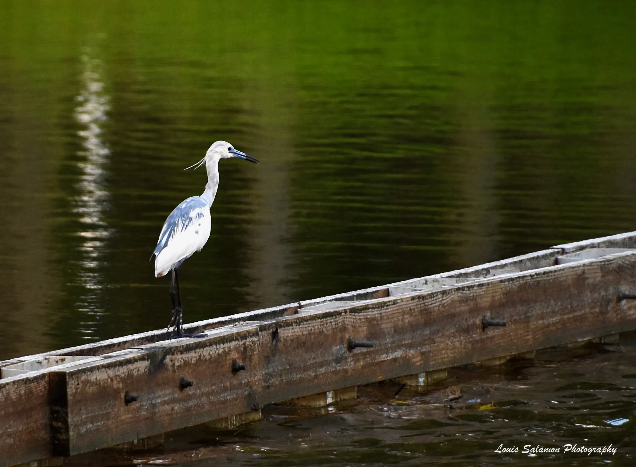 Bird Life 18