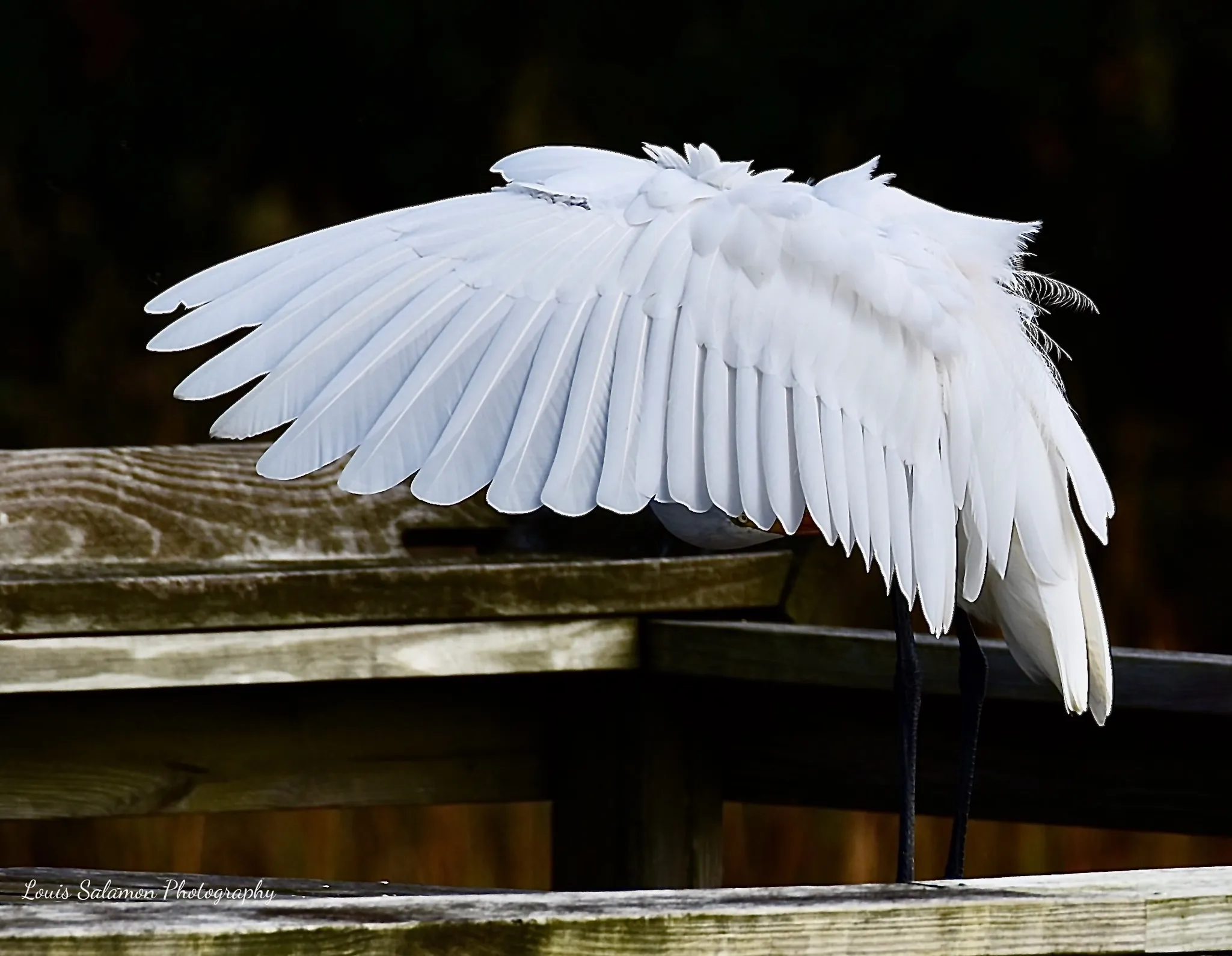 Bird Life 24