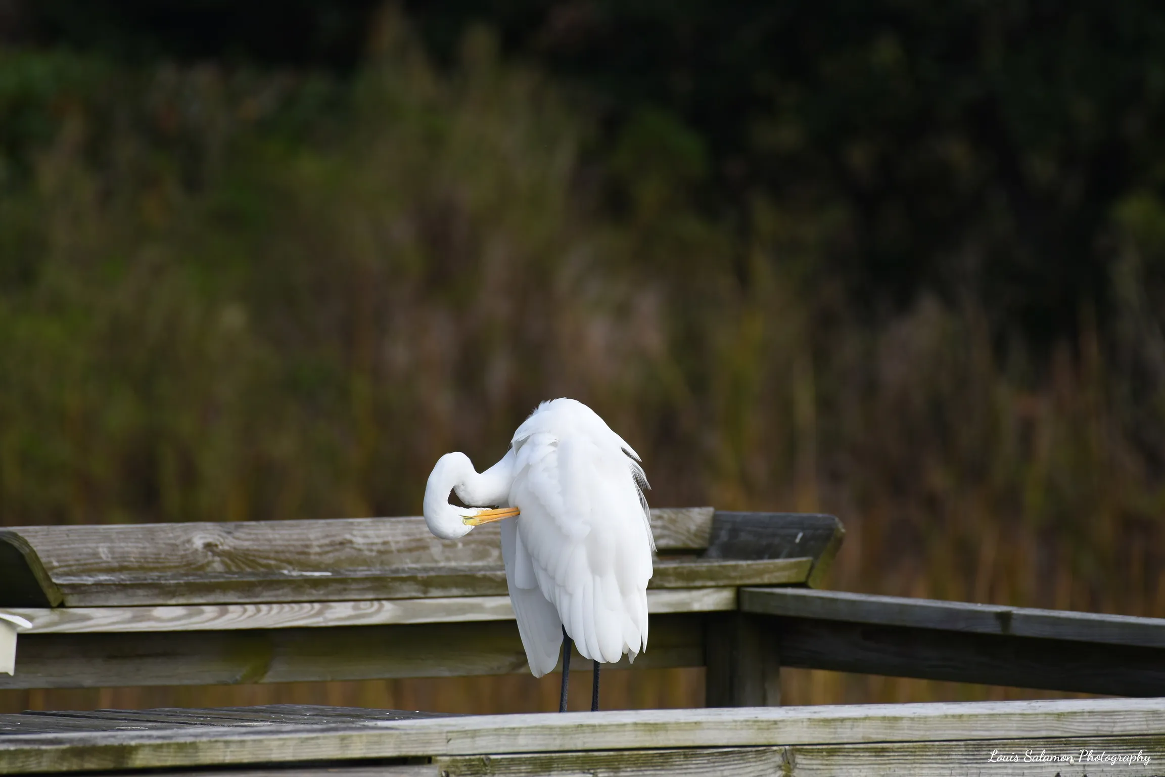 Bird Life 26