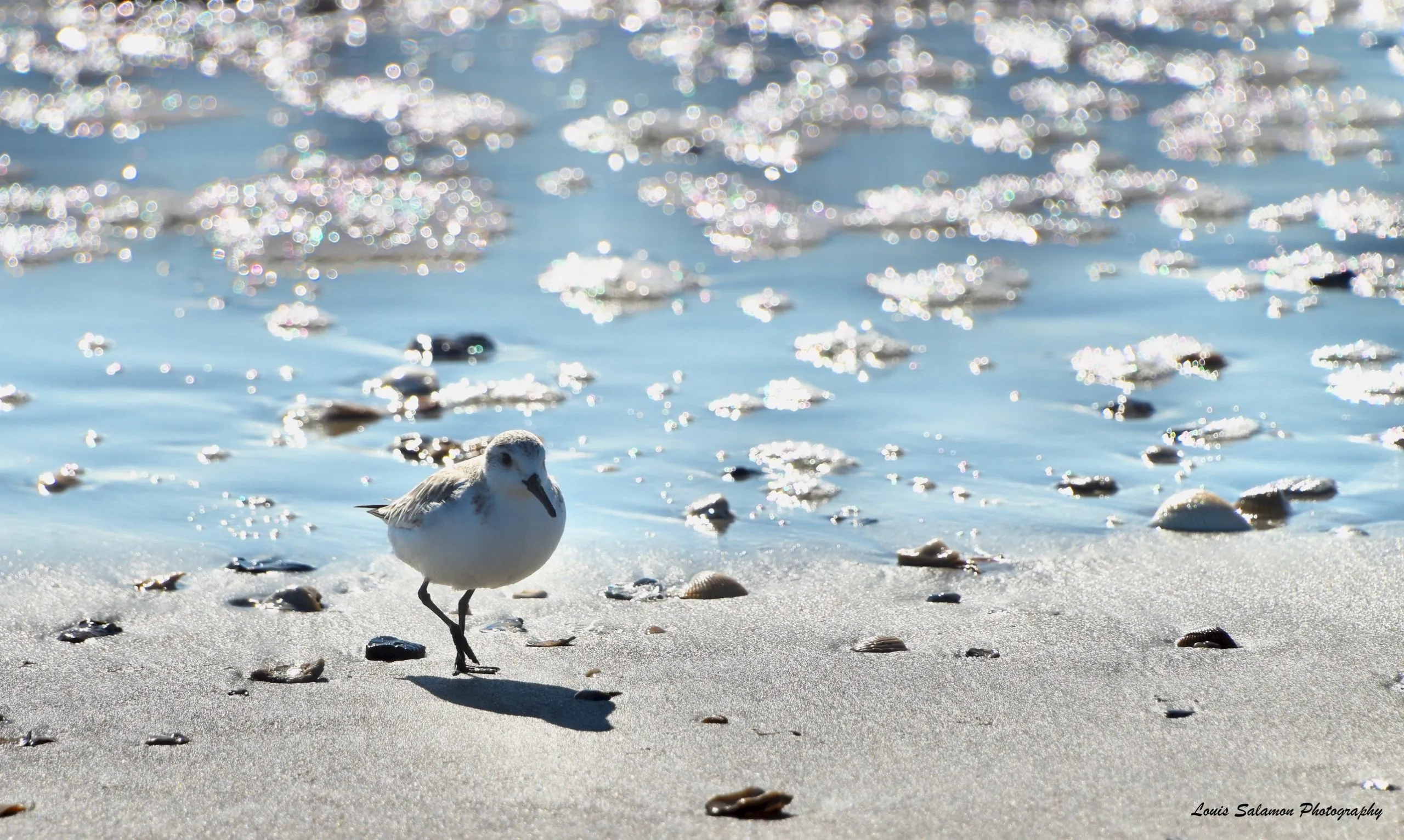 Bird Life 29