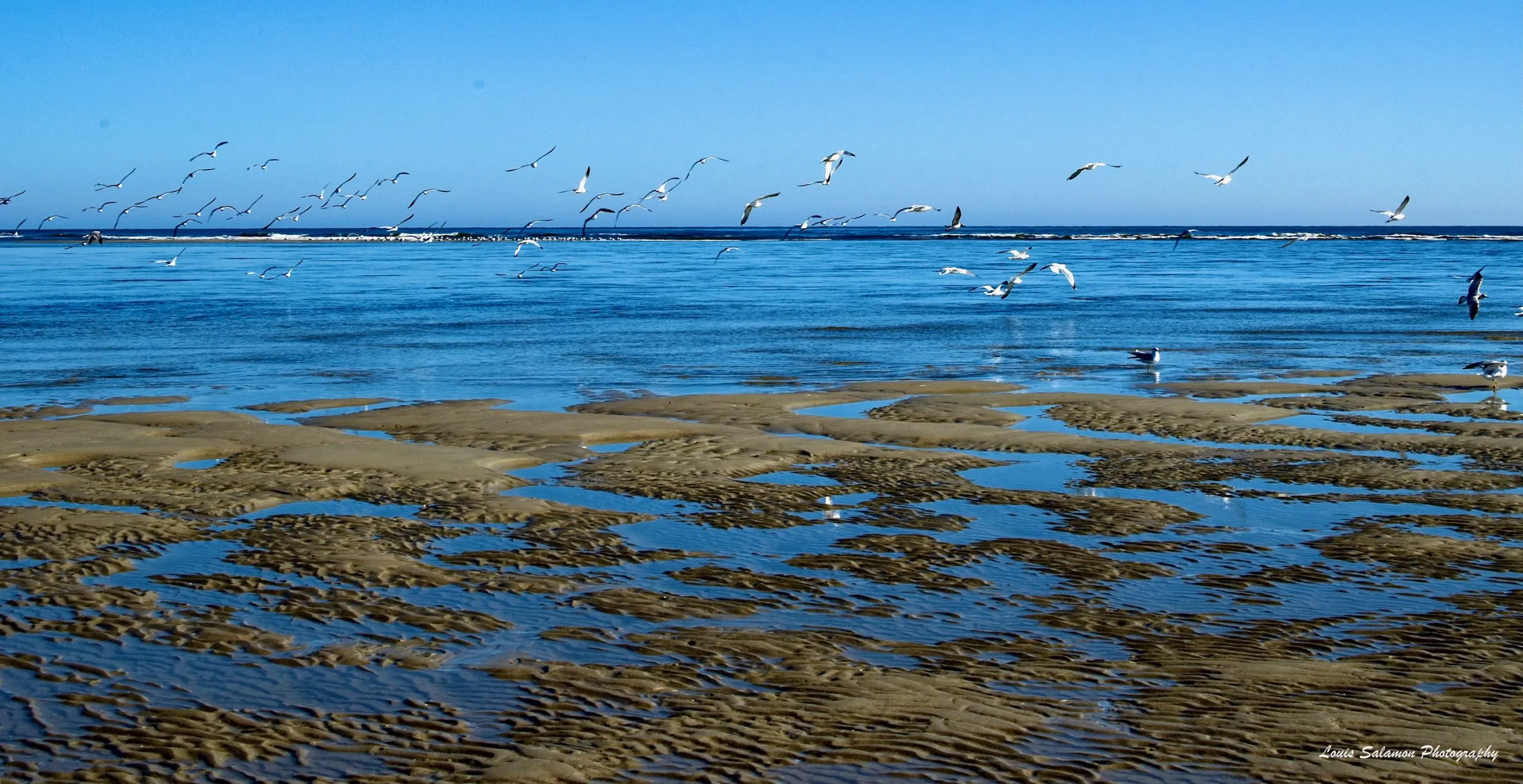 Bird Life 32