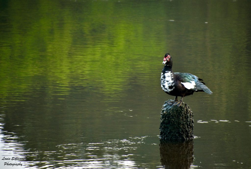 Muscovy duck on a log in water