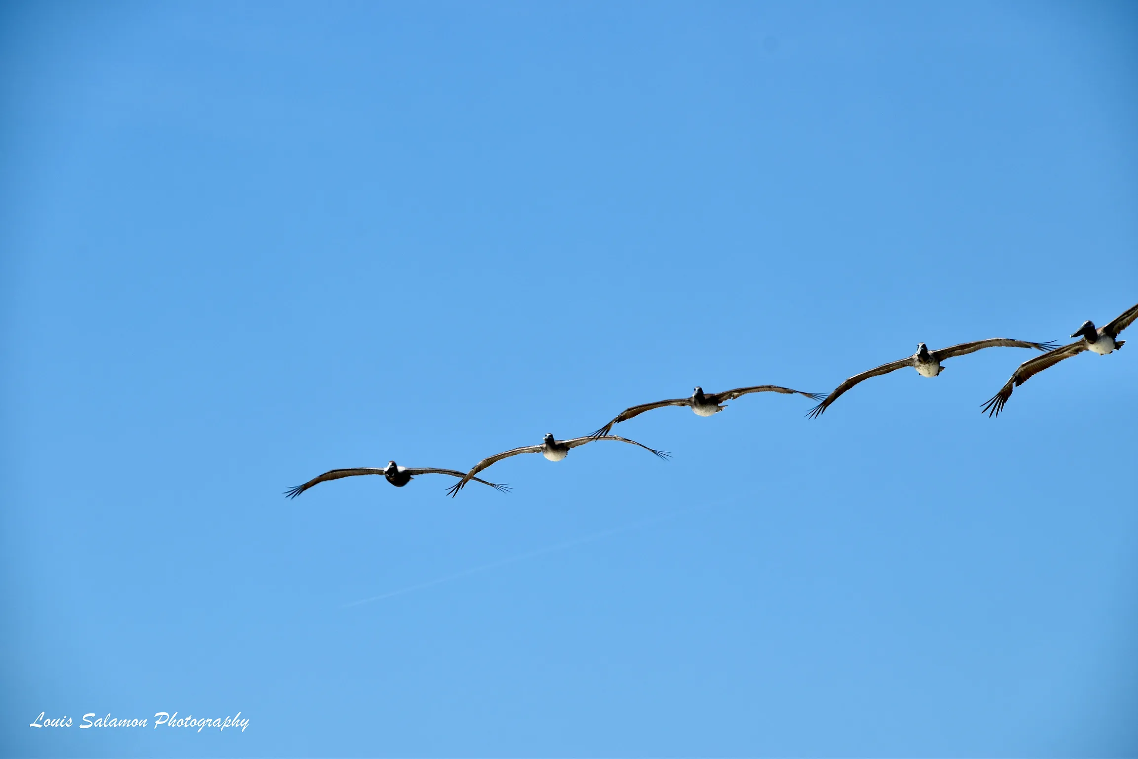 Bird Life 53