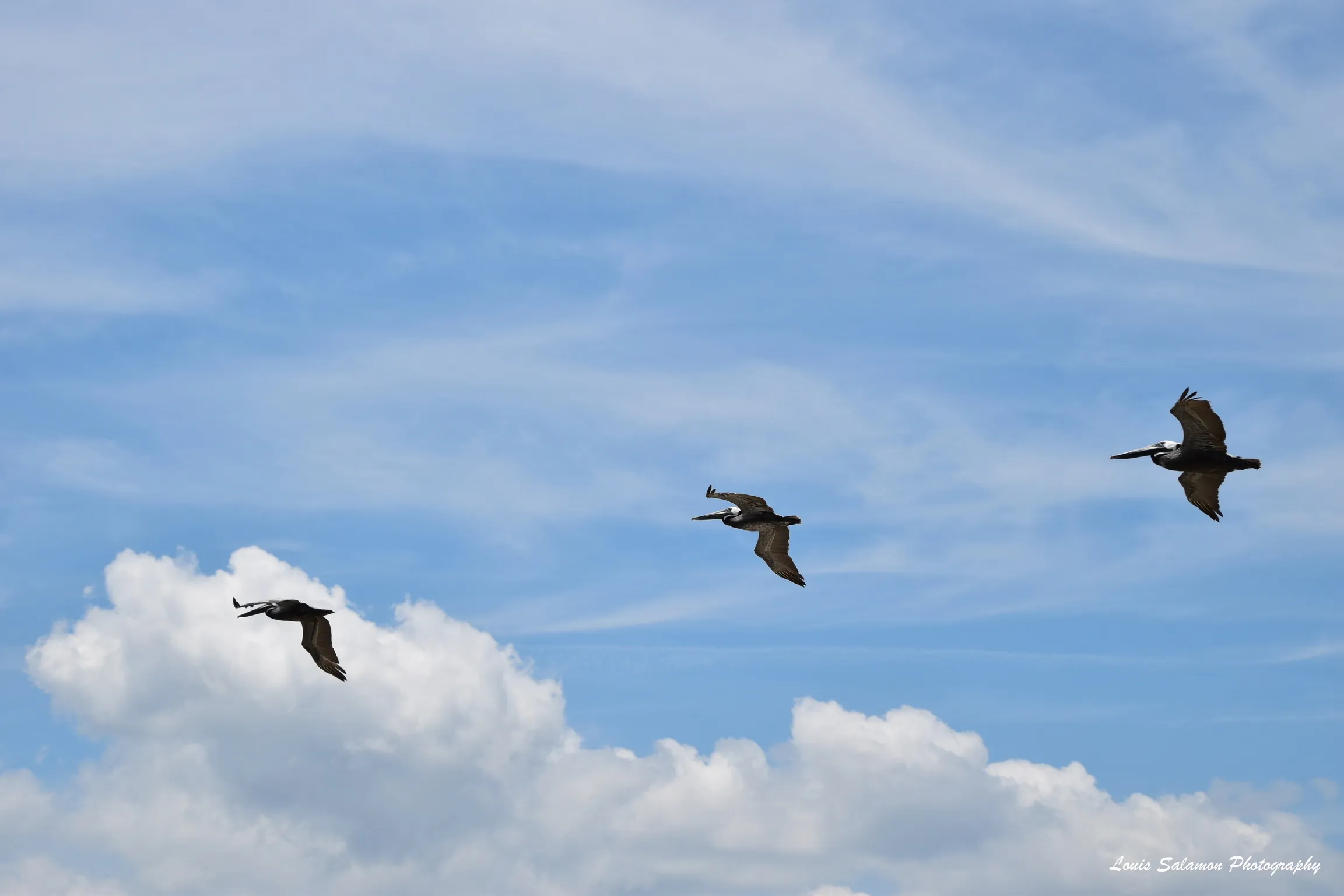 Bird Life 57