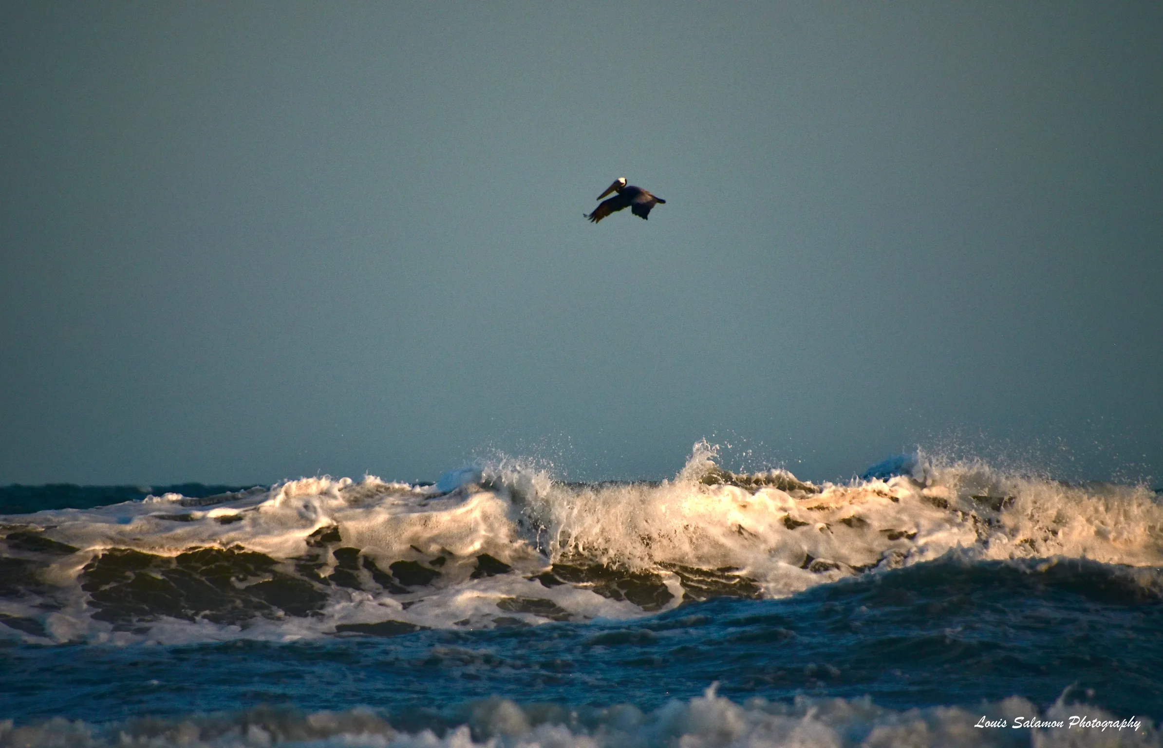 Bird Life 61