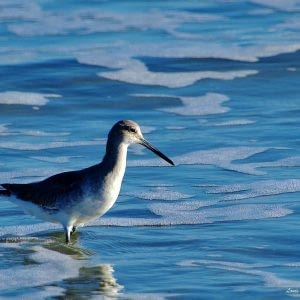 A willet in the blue sea wearing his winter plumage