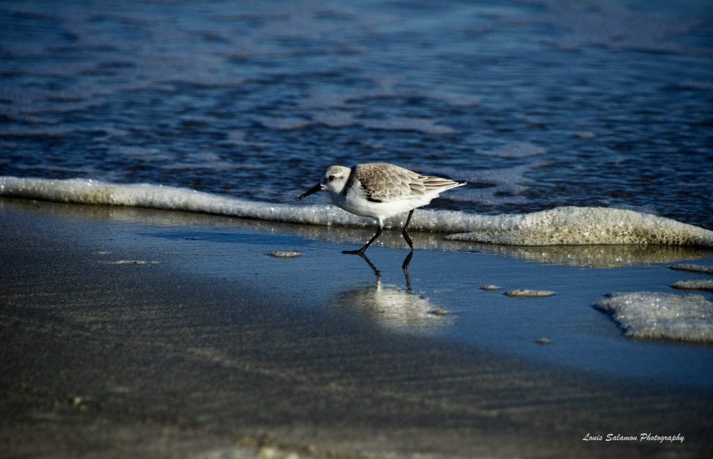 A sand piper searching the shore for lunch on a sunny winter day