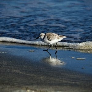 A sand piper searching the shore for lunch on a sunny winter day