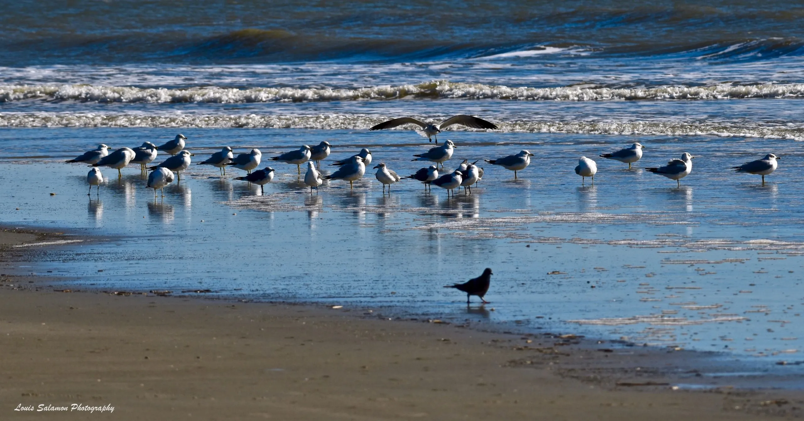 Bird Life 8