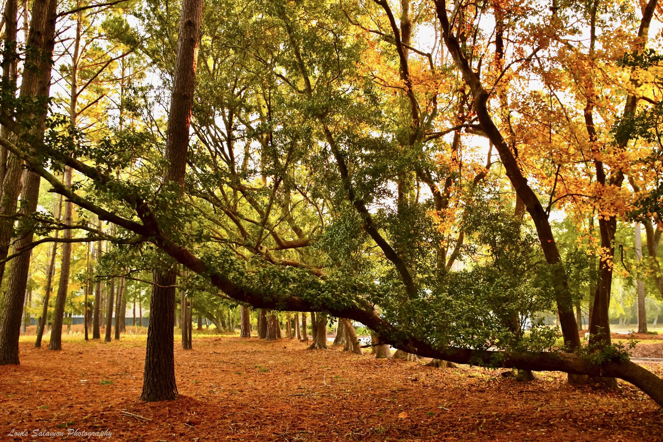 Devaun Park 12