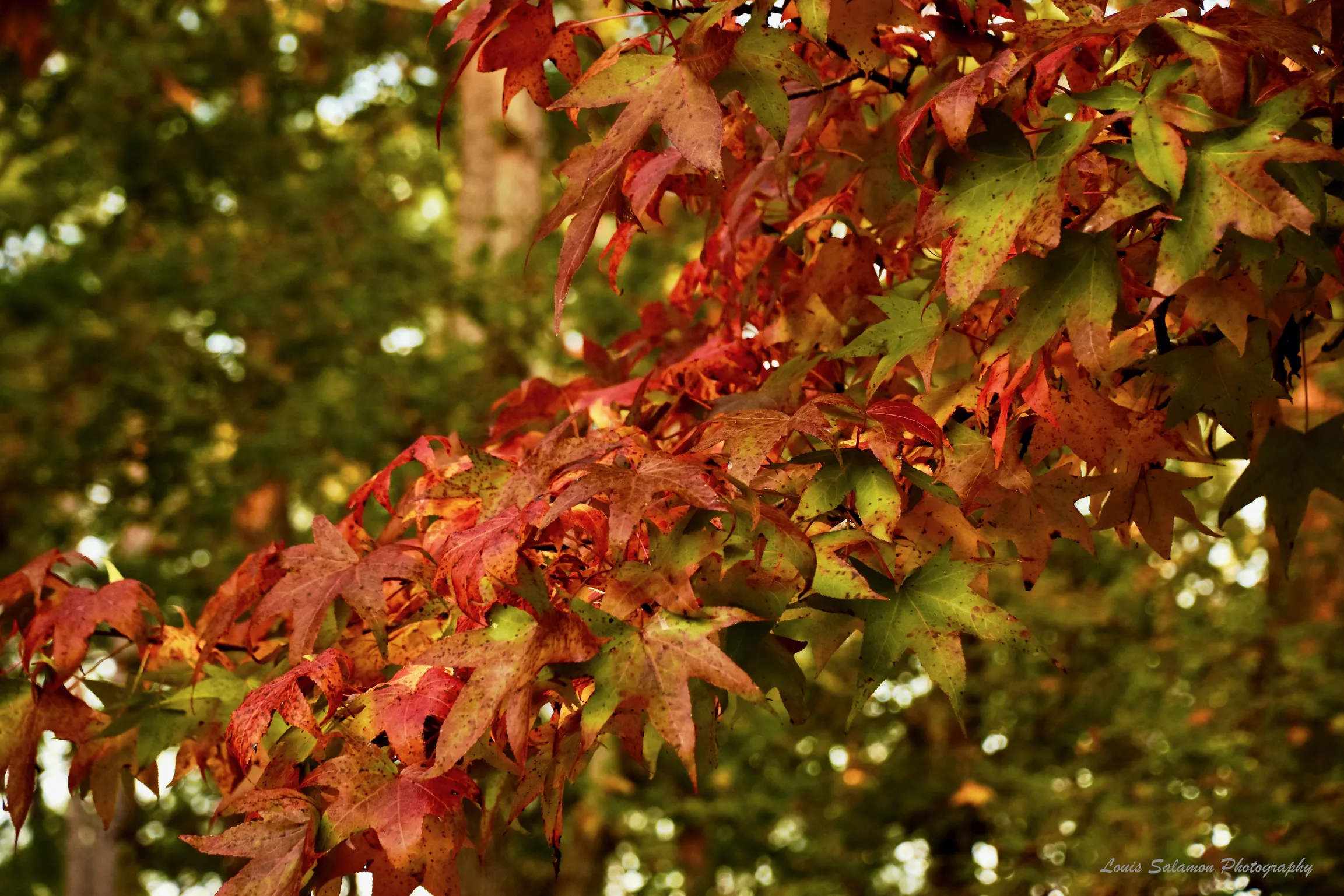 Devaun Park 14