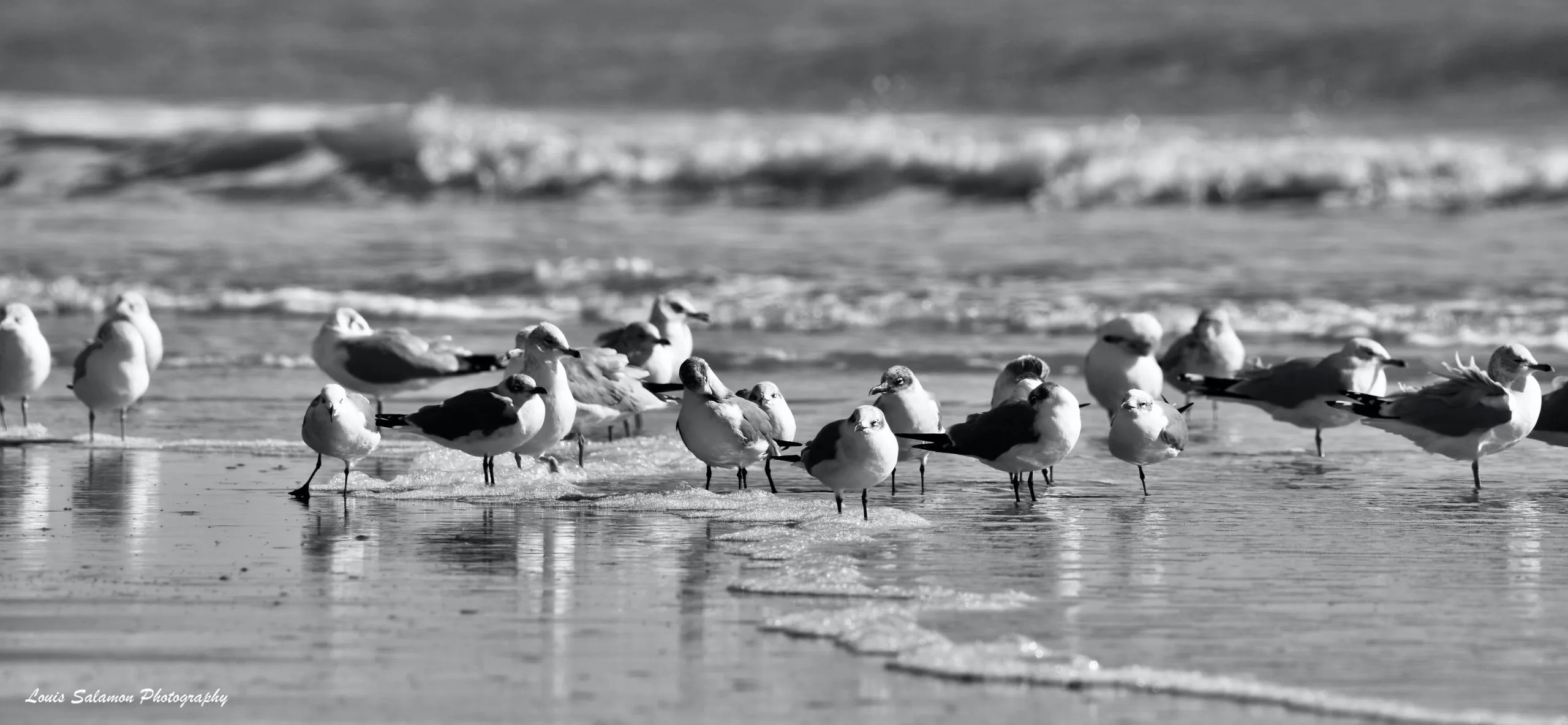Nuances in Gray 23