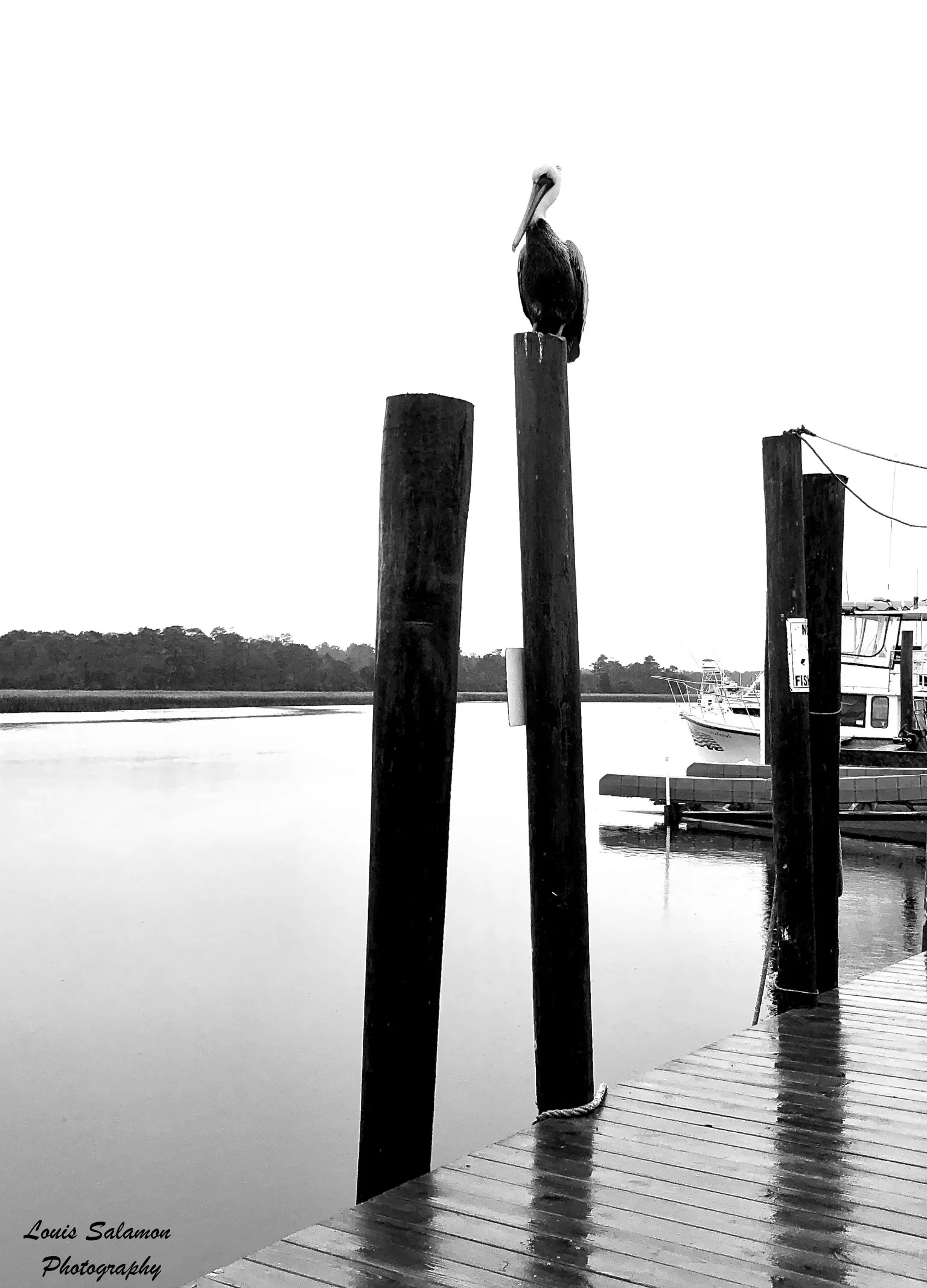 Nuances in Gray 34
