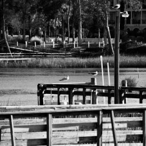 Seagulls enjoying dock view at Calabash River
