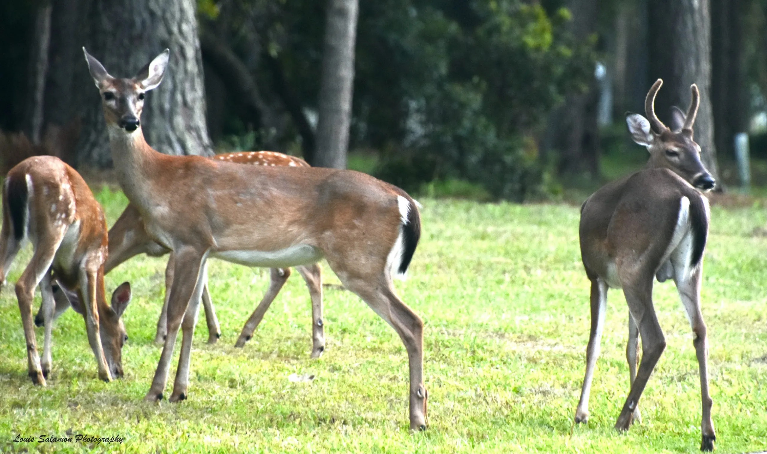 Plants and Critters 17