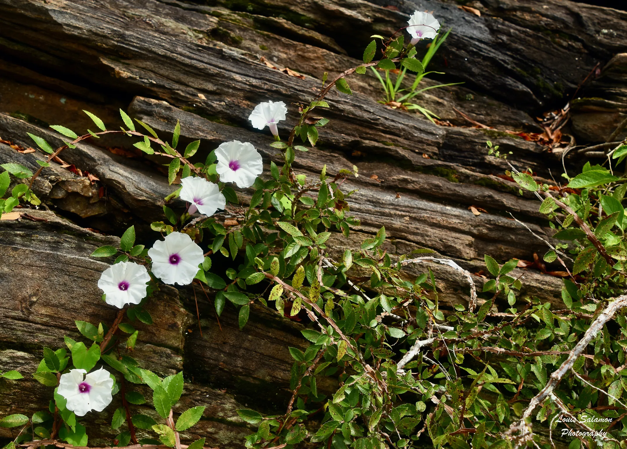 Plants and Critters 36