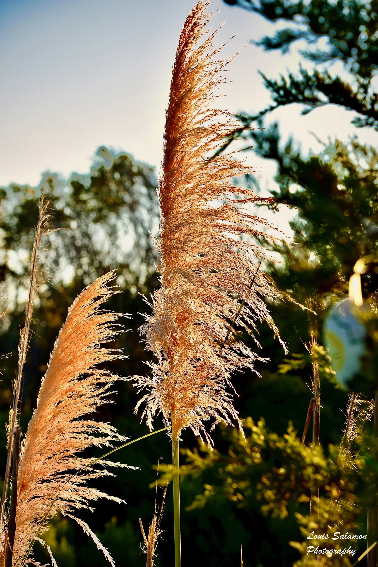 Plants and Critters 39