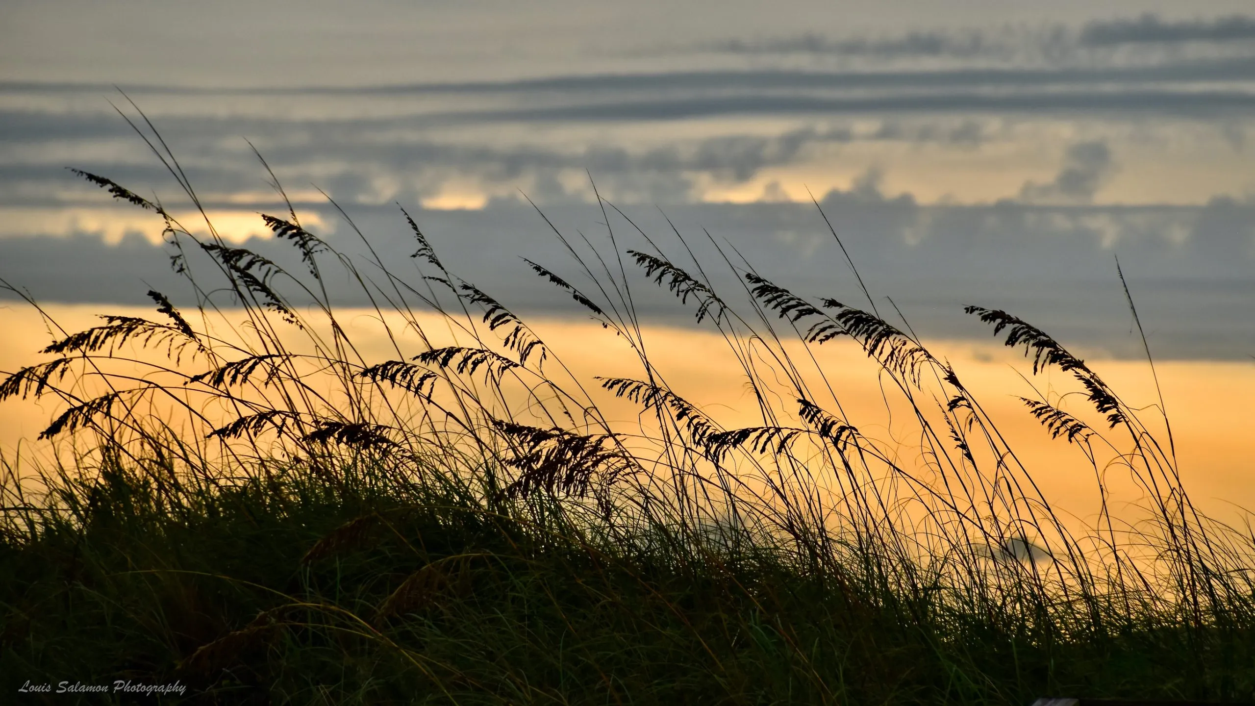 Plants and Critters 42