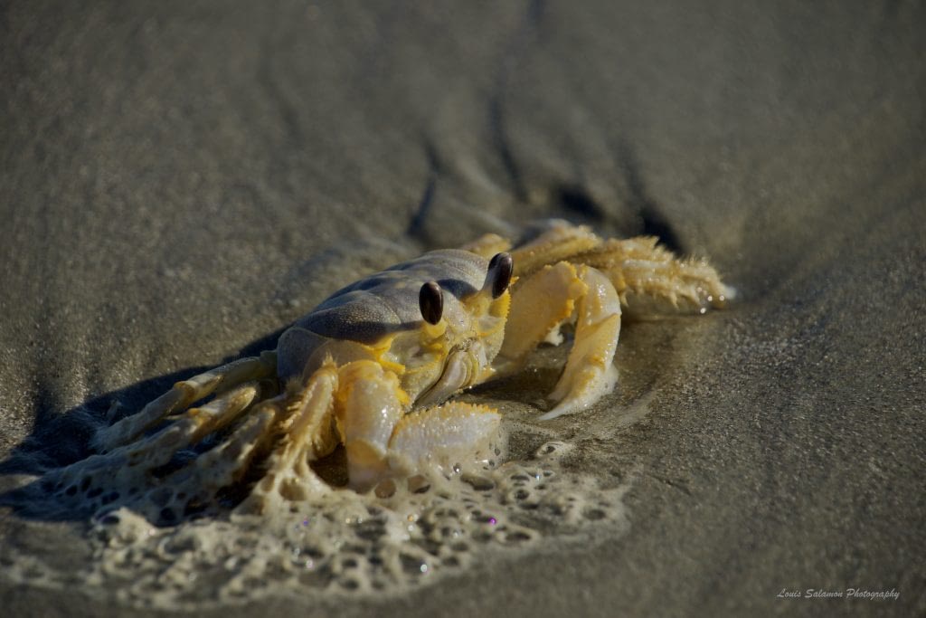 A gold-dusted Ghost crab watching surf roll in