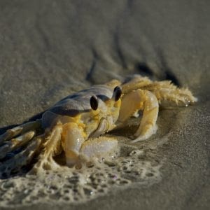 A gold-dusted Ghost crab watching surf roll in