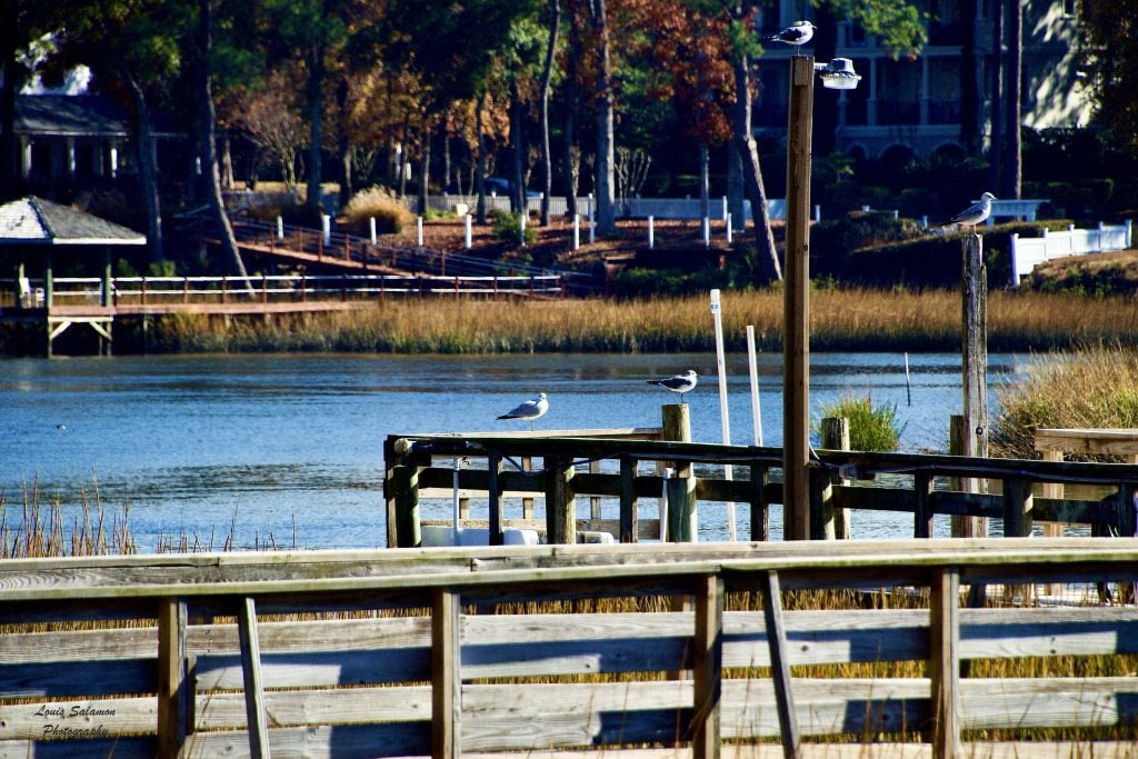 Seagulls enjoying dock view at Calabash River