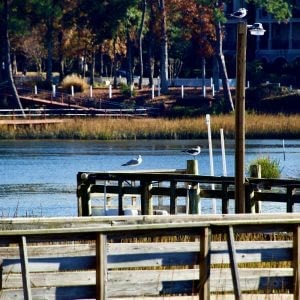 Seagulls enjoying dock view at Calabash River