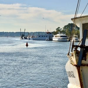 Multiple boats and flying birds enjoying a view at Calabash River